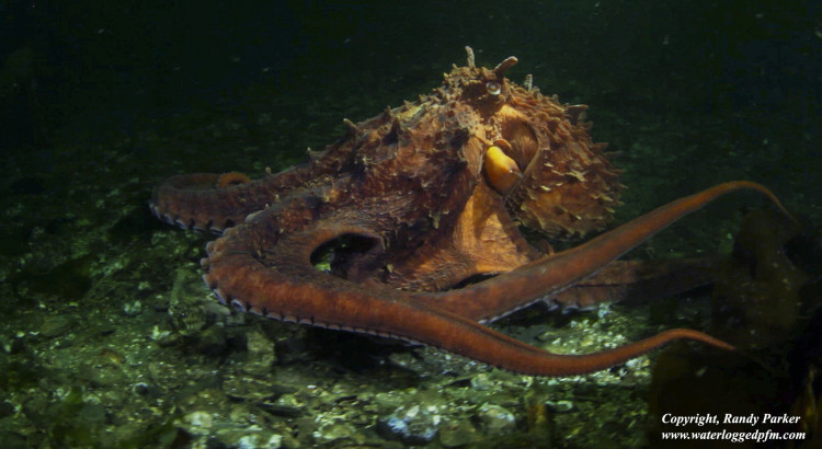 Randy Parker, photo of octopus